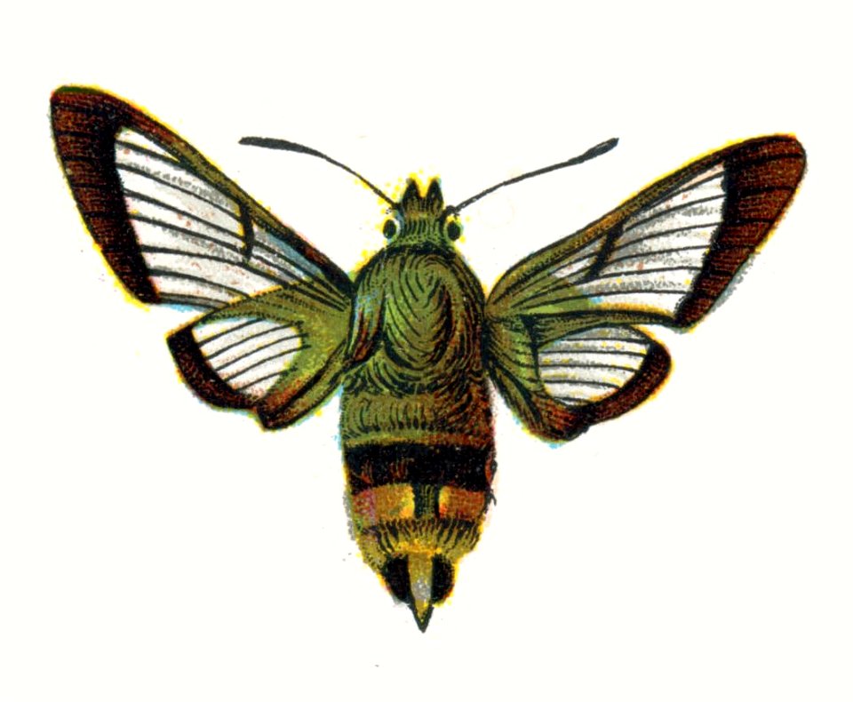 Hemaris fuciformis par Nemos