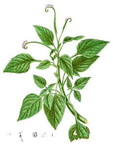 Heliotropium indicum Blanco1.184-cropped