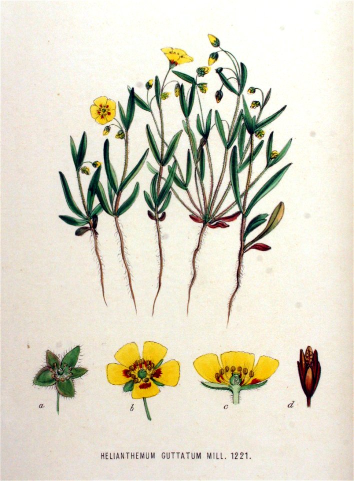 Helianthemum guttatum — Flora Batava — Volume v16