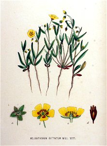 Helianthemum guttatum — Flora Batava — Volume v16