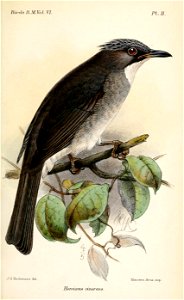 HemixusCinereusKeulemans