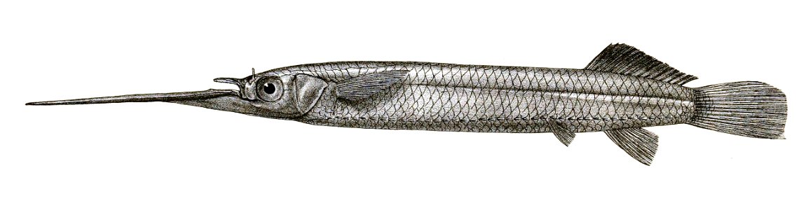 Hemiramphus buffonis Mintern 119