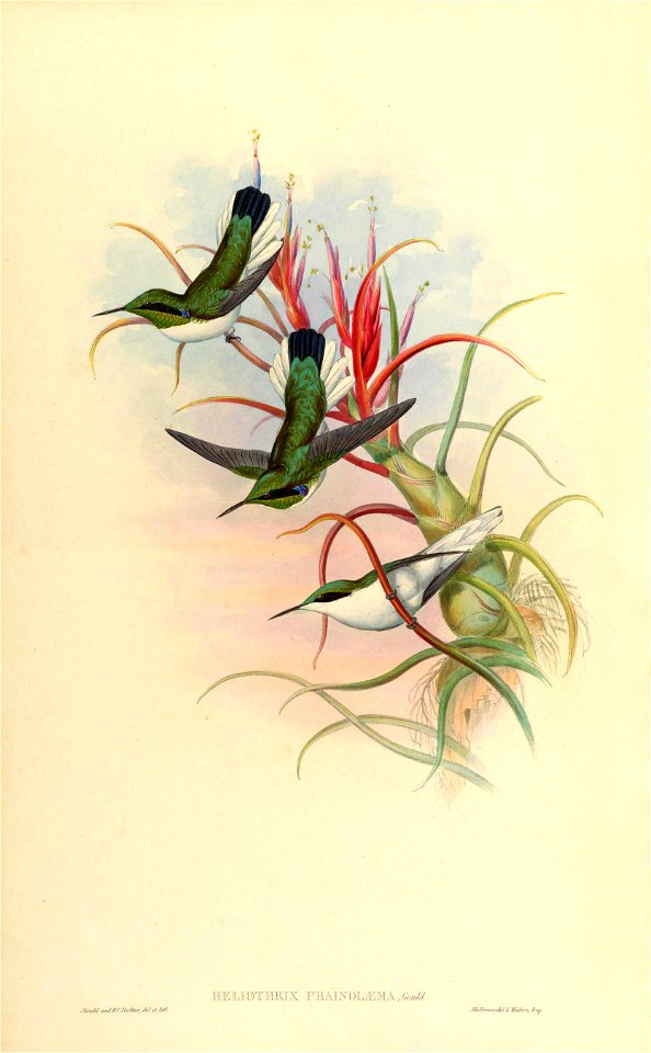 Heliothrix phaïnolæma + Till. bulbosa - Gould -Humm