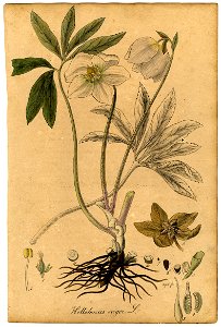 Helleborus niger Mann