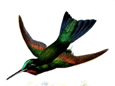 Heliodoxa branickii Smit