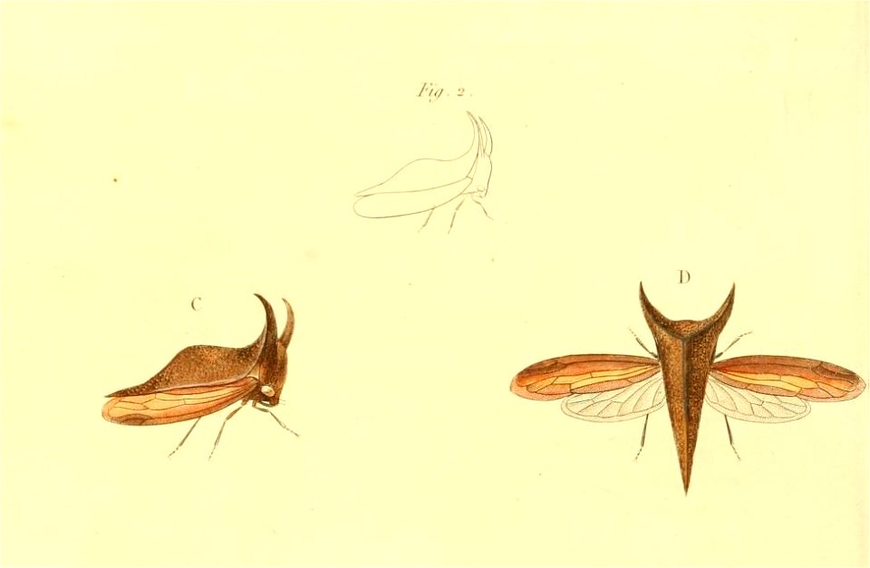 Hemikyptha scutelligera 1831 - Free Stock Illustrations | Creazilla