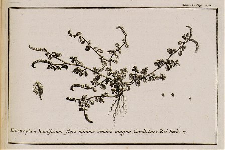 HELIOTROPIUM, humi fusium, flore minimo, semine magno Corol Inst Rei herb 7 - Tournefort Joseph Pitton De - 1717