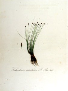 Heleocharis acicularis — Flora Batava — Volume v13