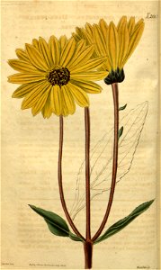 Helianthus atrorubens
