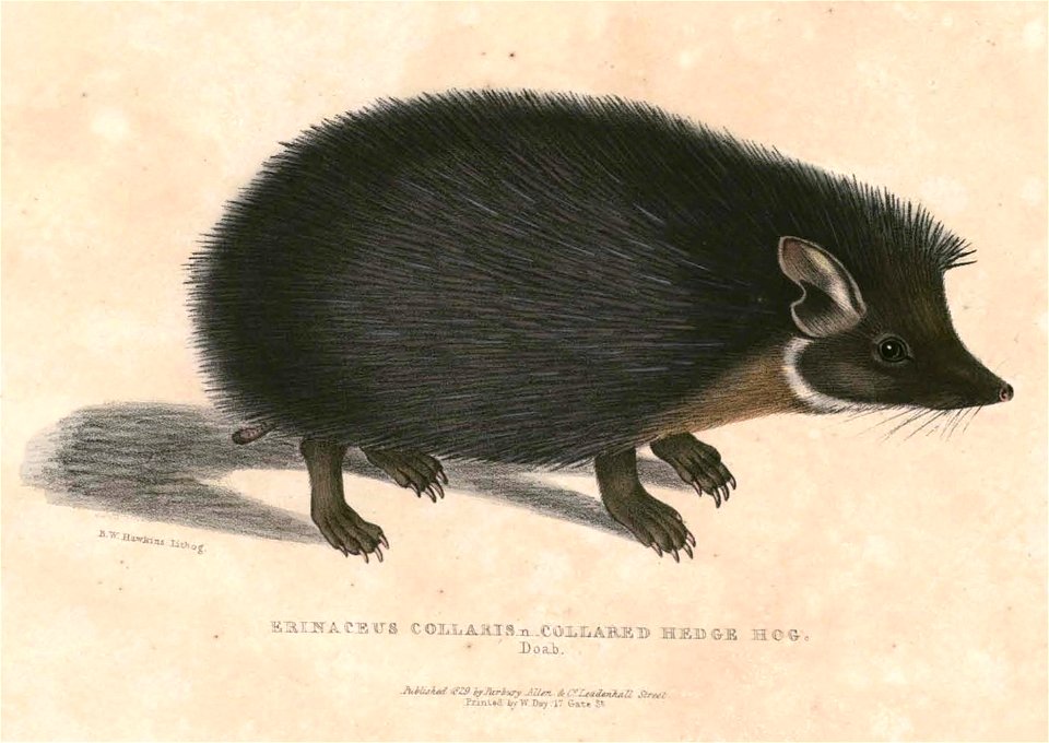 Hemiechinus collaris Hardwicke