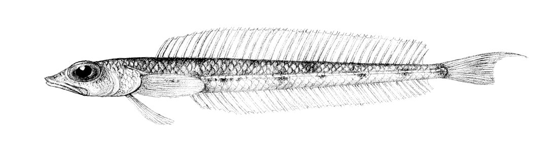 Hemerocoetes macrophthalmus