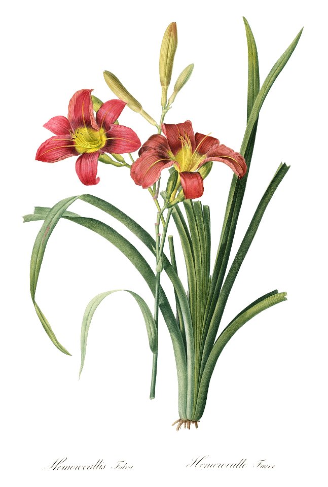 Hemerocallis fulva Les liliacees vol. 1 t. 16