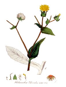 Helminthia echioides — Flora Batava — Volume v12