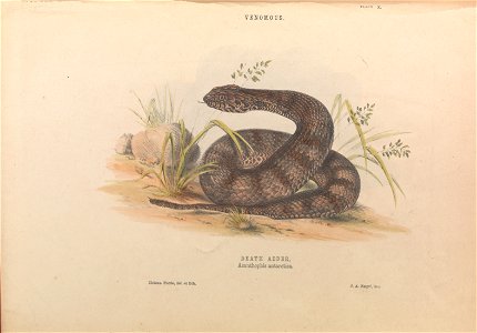 Helena Forde - Death Adder, Acanthophis antarctica - Google Art Project. Free illustration for personal and commercial use.
