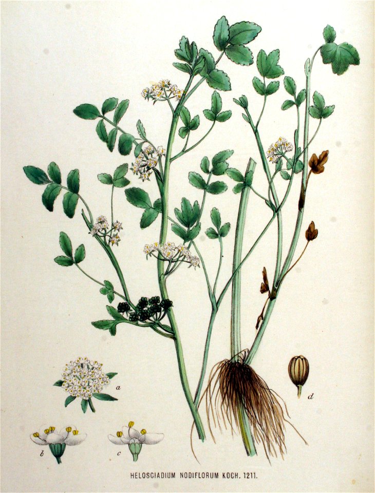Helosciadium nodiflorum — Flora Batava — Volume v16