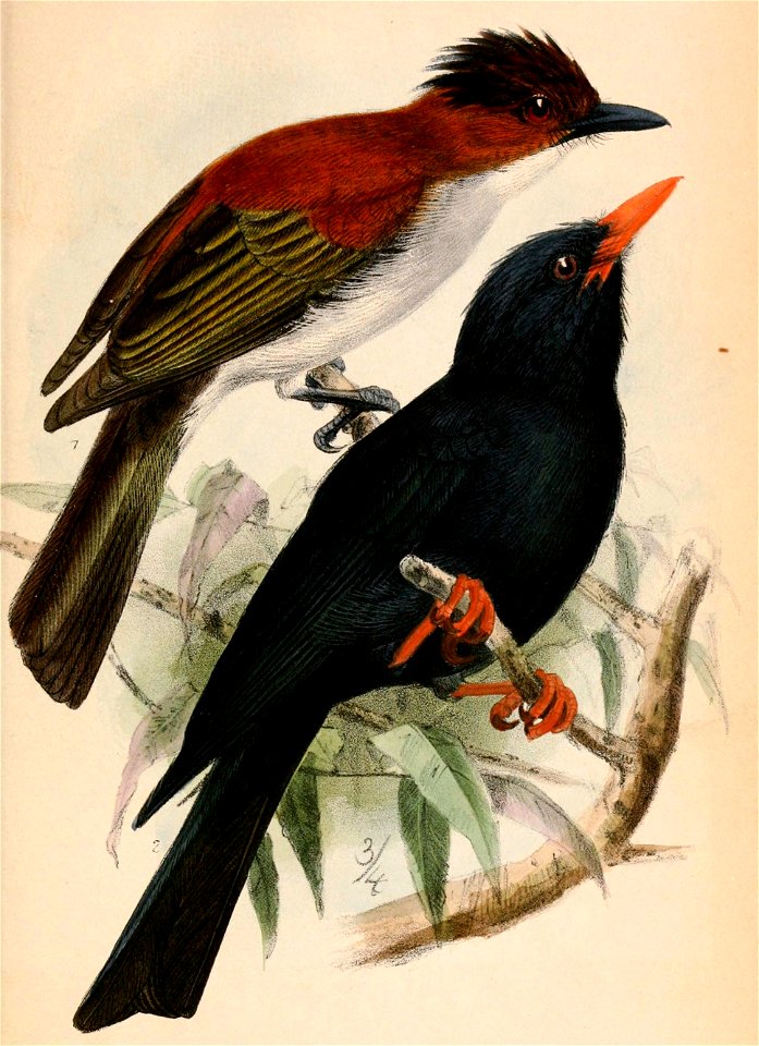 Hemixos castanonotus & Hypsipetes leucocephalus perniger 1870