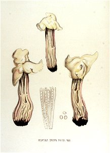 Helvella crispa — Flora Batava — Volume v15. Free illustration for personal and commercial use.