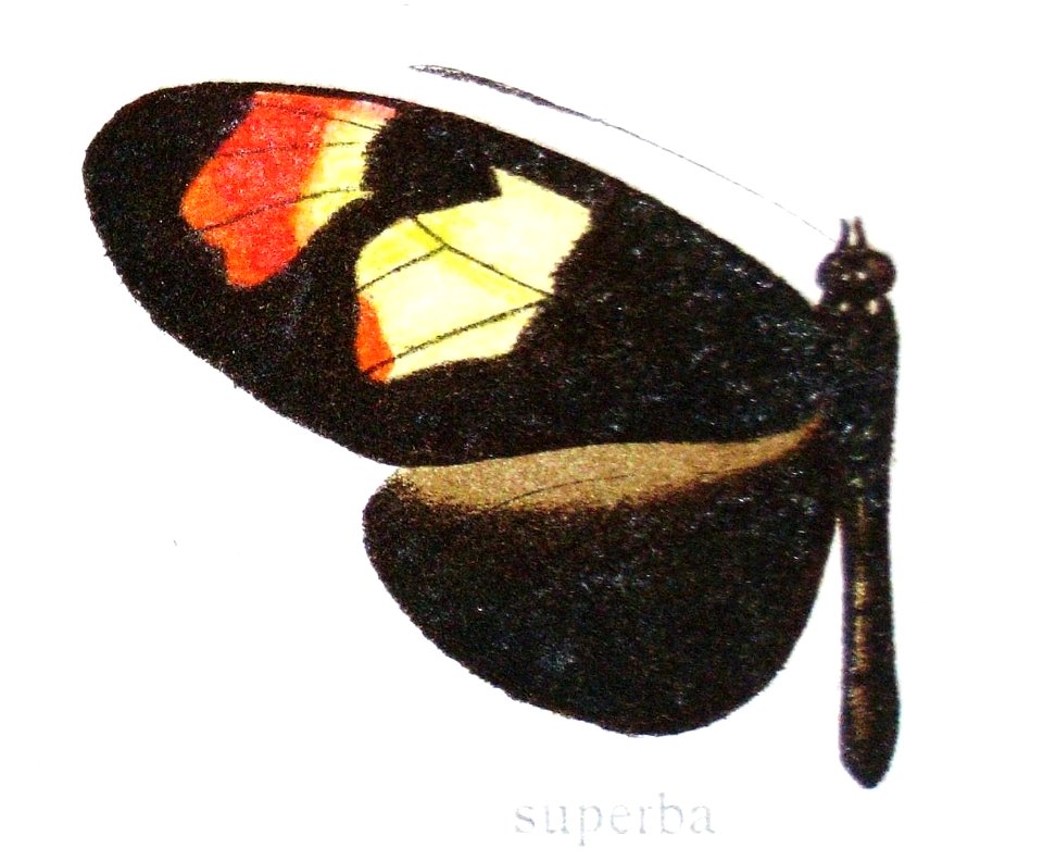 Heliconiusmelpomenexenocleasuperba