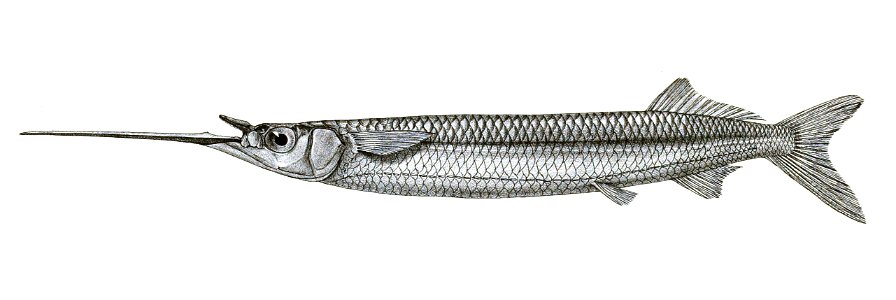 Hemiramphus georgii Mintern 120