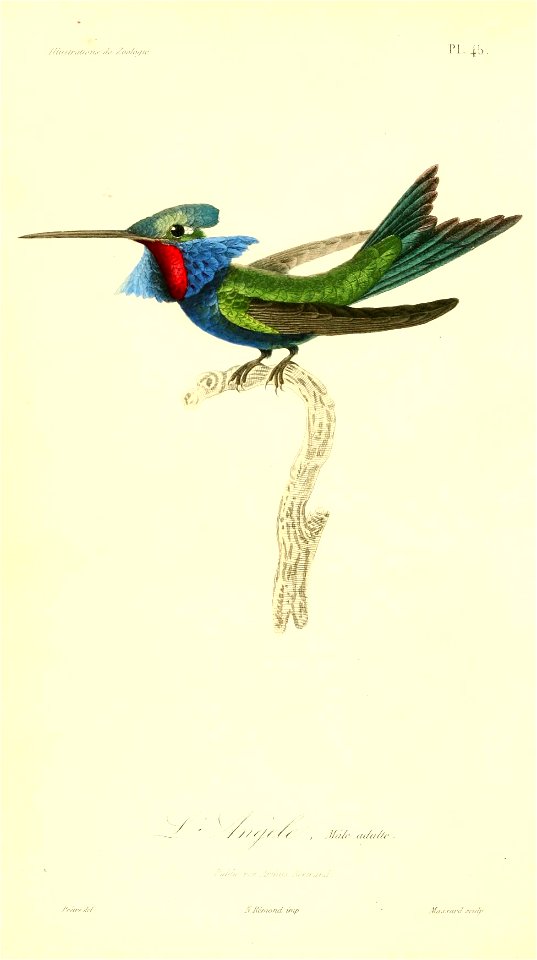 Heliangelus amethysticollis 1831 (mâle)