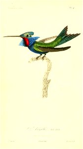 Heliangelus amethysticollis 1831 (mâle)