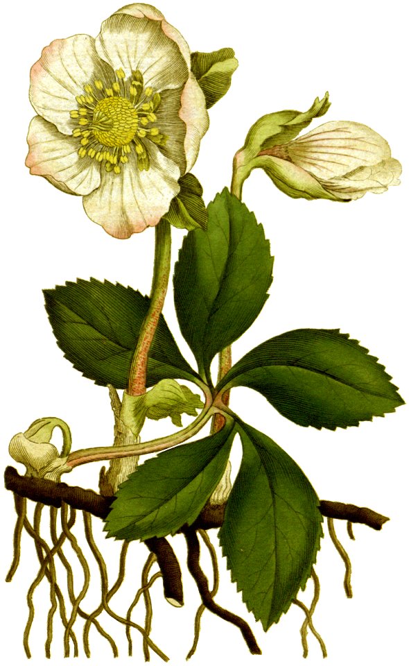Helleborus niger 1797