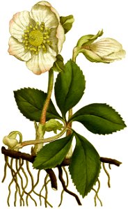 Helleborus niger 1797