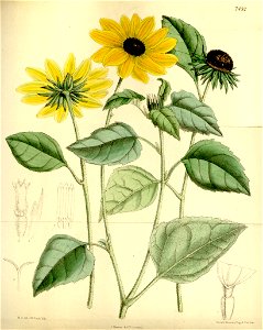 Helianthus debilis - 001x