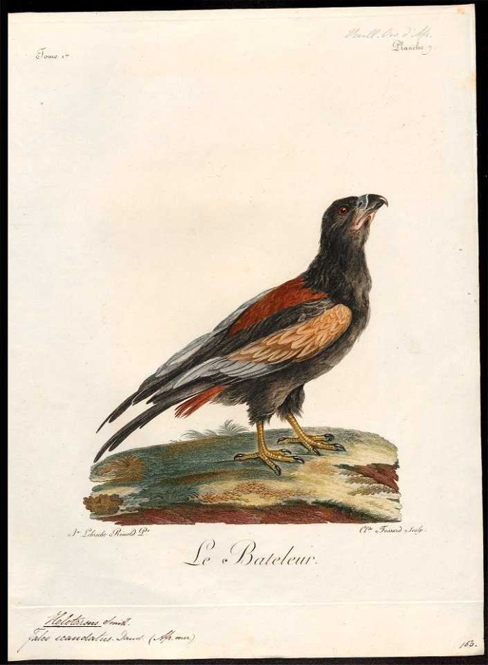 Helotarsus ecaudatus - 1796-1808 - Print - Iconographia Zoologica - Special Collections University of Amsterdam - UBA01 IZ18100341