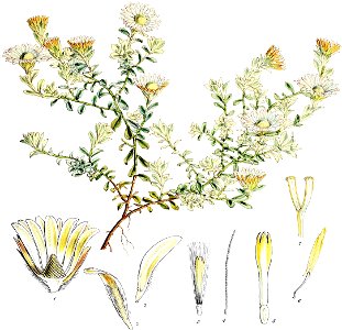 Helichrysum prostratum-Botany of Antarctica-PL021-0047