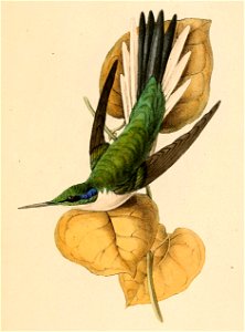 Heliothryx auritus 1841