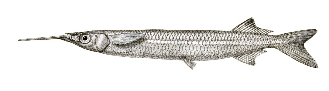 Hemiramphus limbatus Mintern 119