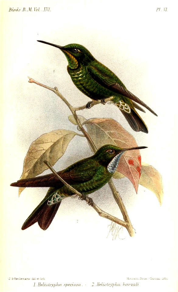 HeliotrypaKeulemans