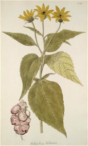Helianthus tuberosus - 001x