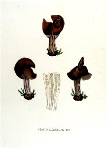 Helvella lacunosa — Flora Batava — Volume v15. Free illustration for personal and commercial use.