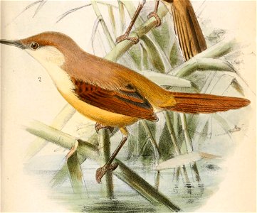 Heliolais erythropterus jodopterus 1869