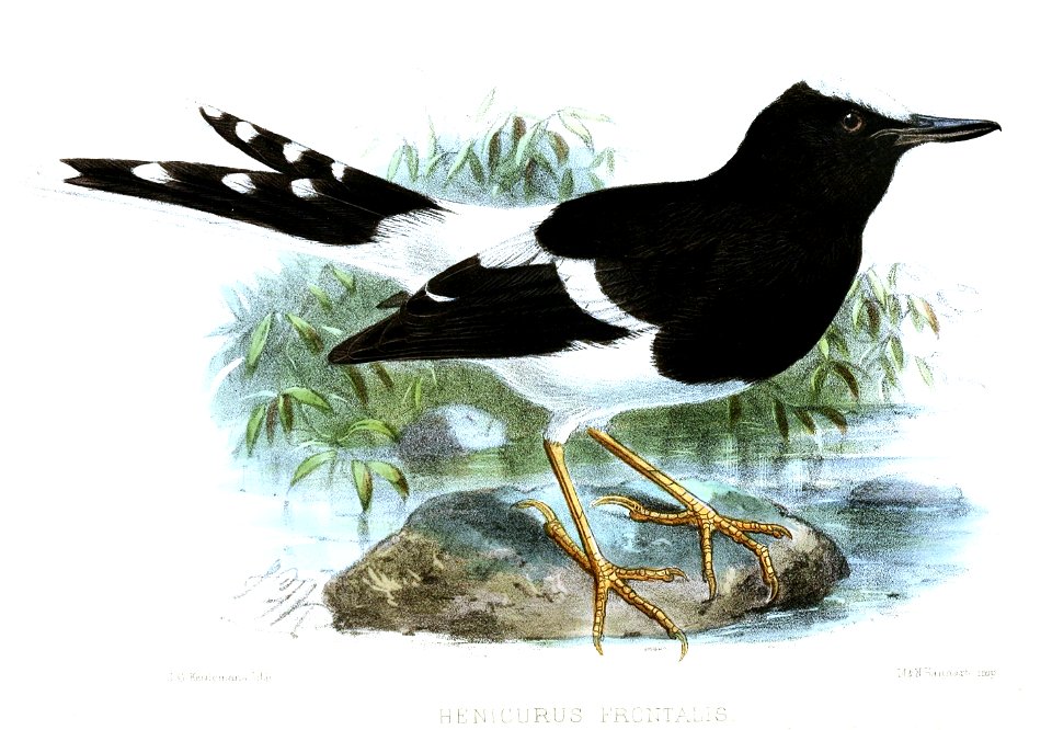 HenicurusFrontalisKeulemans