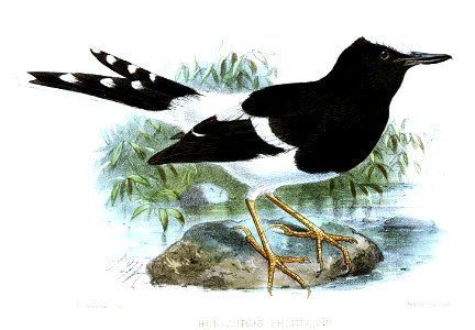 HenicurusFrontalisKeulemans