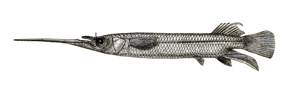 Hemiramphus dispar Mintern 119