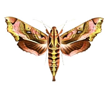 Hemeroplanes ornatus 1894