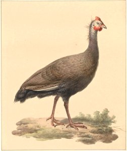 Helmparelhoen
