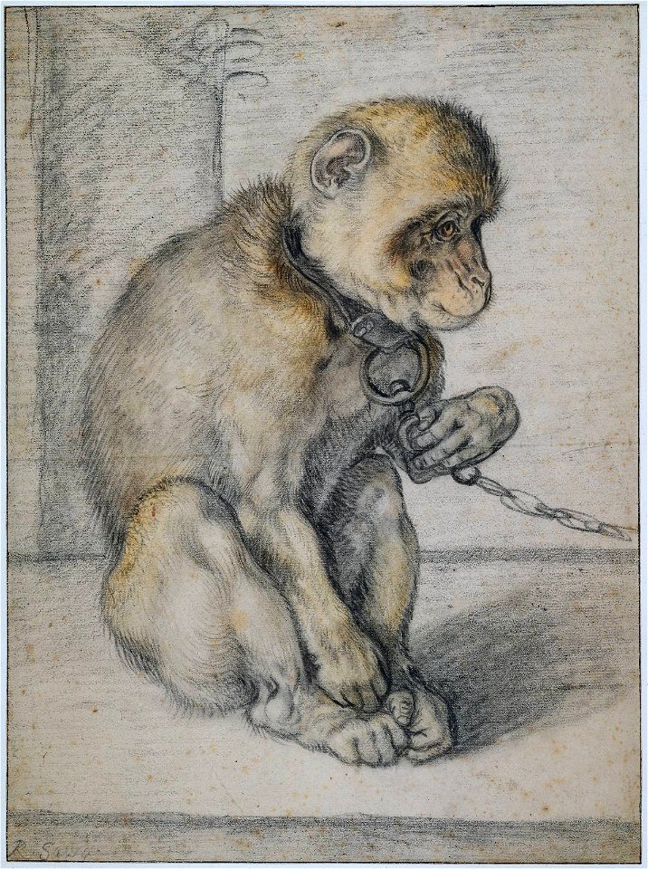 Hendrik Goltzius - Een zittende aap aan een ketting