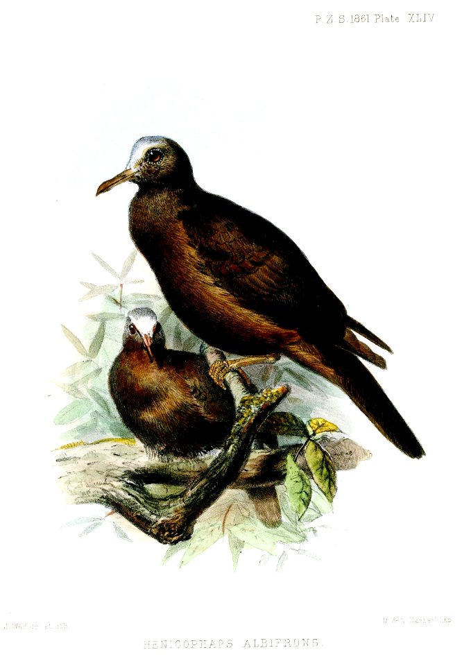 HenicophapsAlbifronsWolf