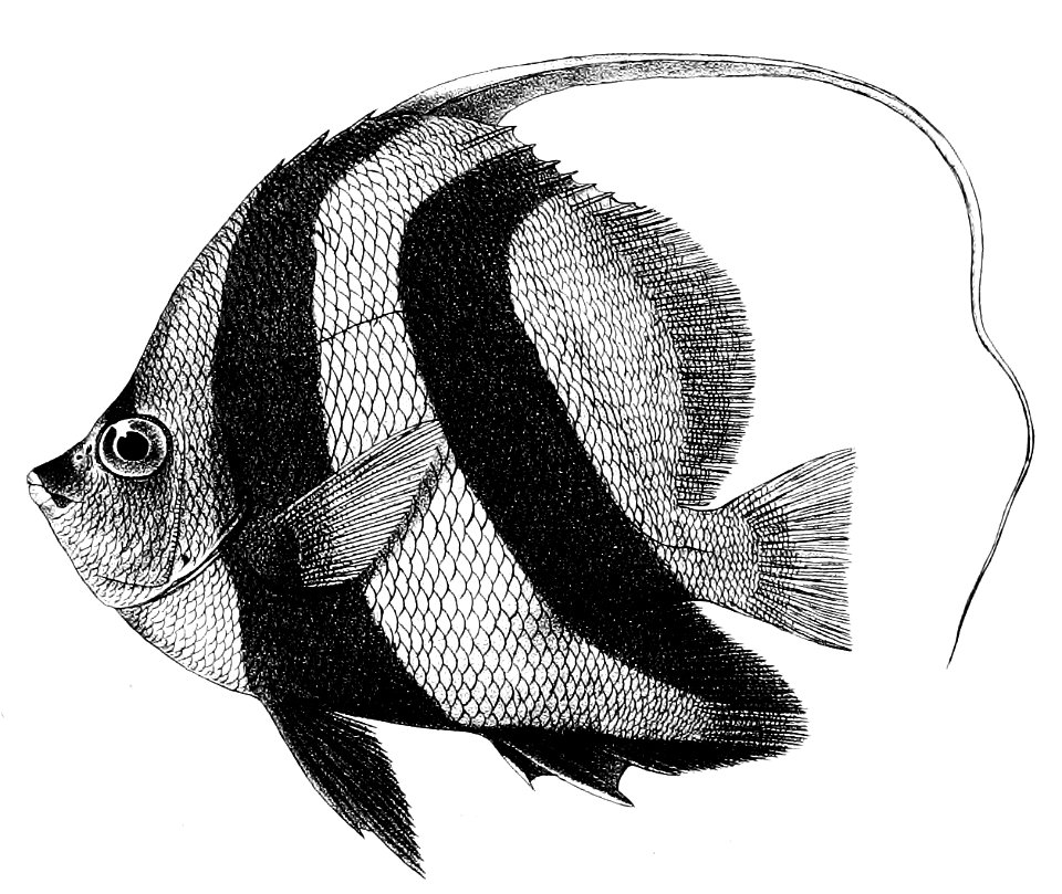 Heniochus macrolepidotus Ford 28