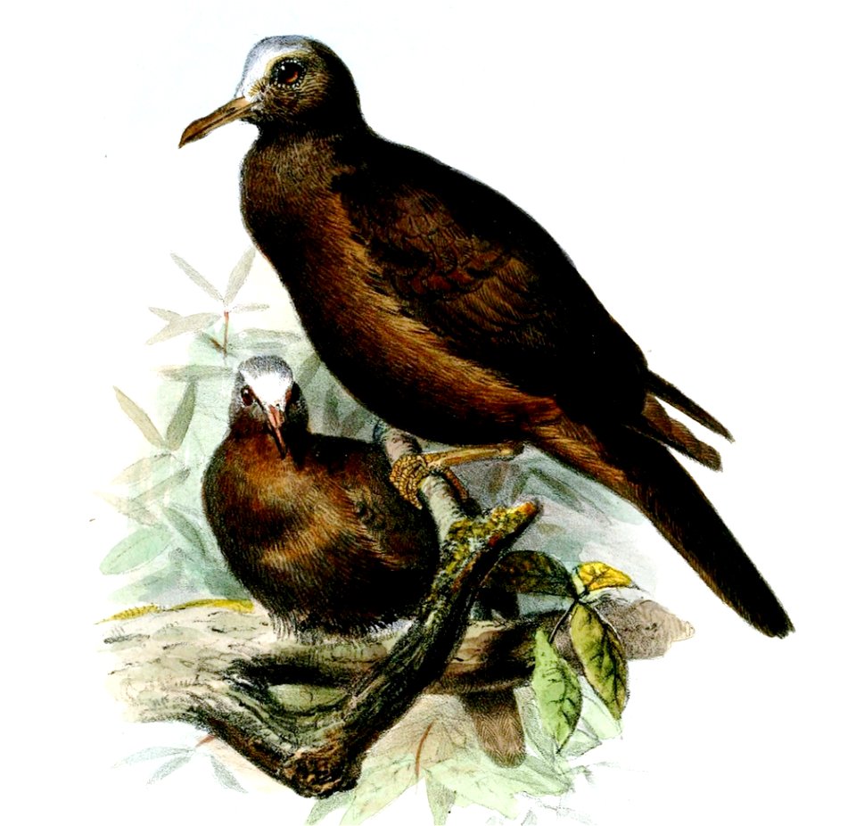 HenicophapsAlbifronsWolf (cropped)