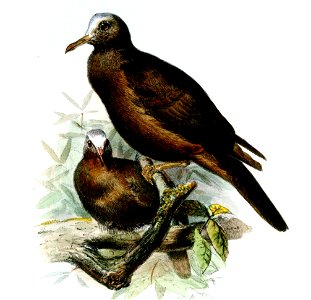 HenicophapsAlbifronsWolf (cropped)