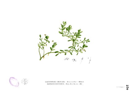 Herpestis monniera Blanco1.230
