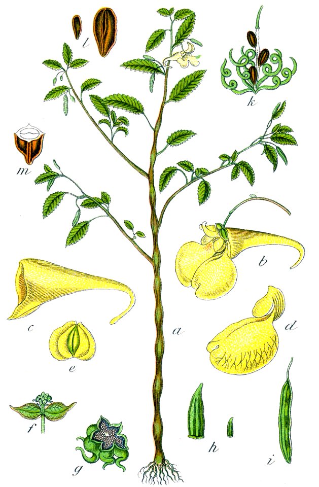 Impatiens noli-tangere Sturm13
