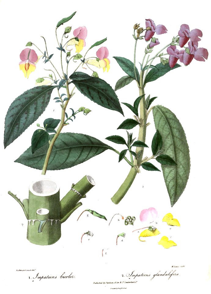 ImpatiensRoyle