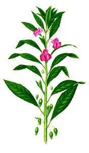 Impatiens balsamina Blanco2.424-cropped